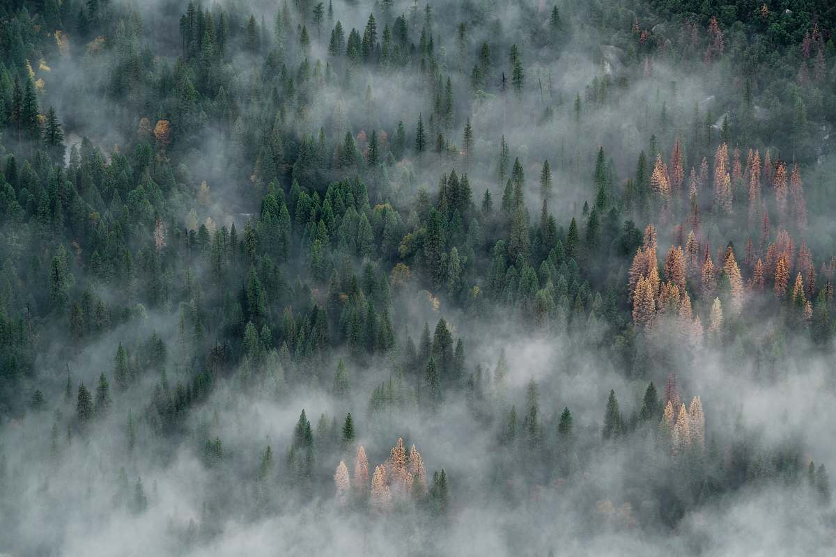 nature bird's view of tall trees covered with smokes landscape
