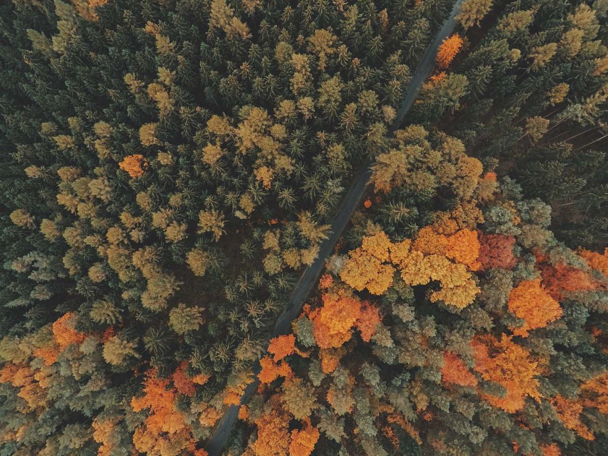 wallpapers brown and green leaf tree fall