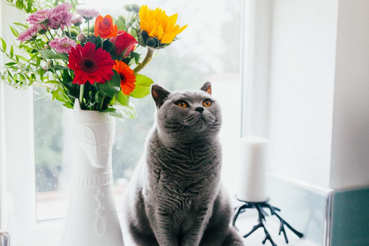 cat Russian blue cat standing near ceramic vase with artificial flowers vase