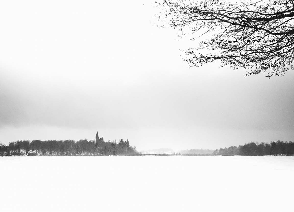 plant snowfield and trees during day tree