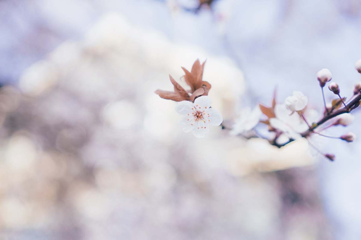 blossom closeup photo of brown flowers cherry blossom