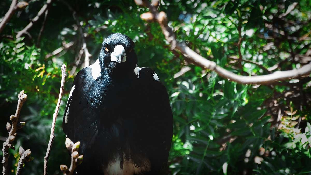 bird  magpie