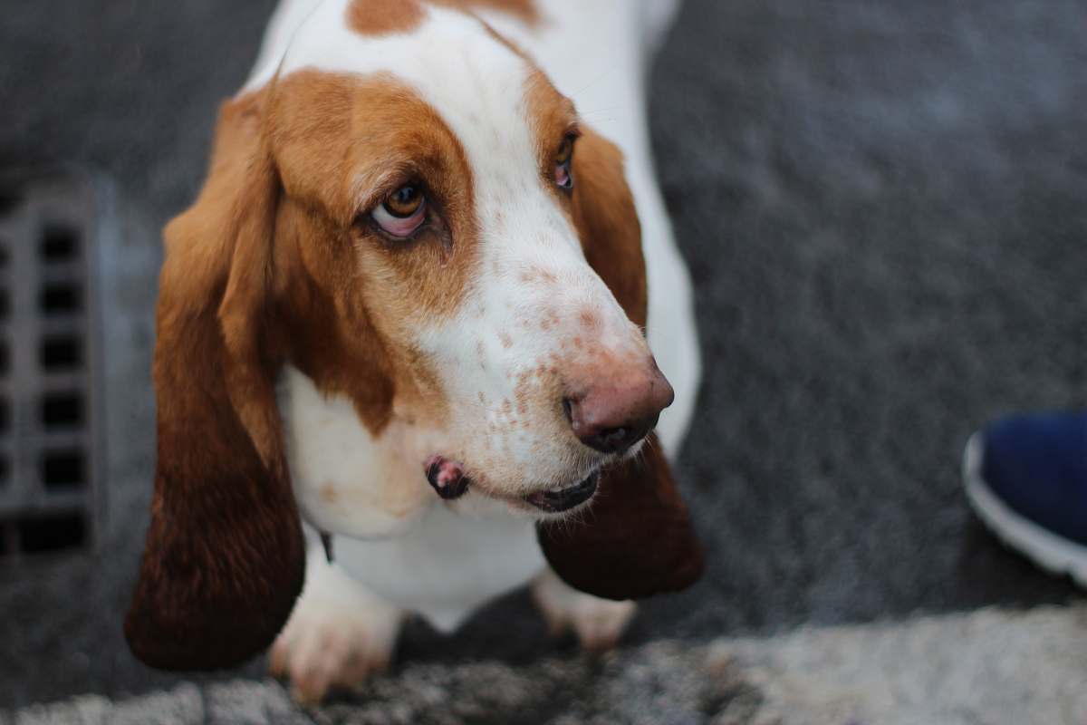 mammal basset hound on pavement beagle