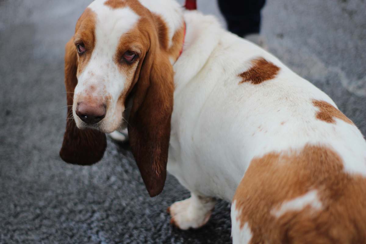 mammal brown and white basset hound canine