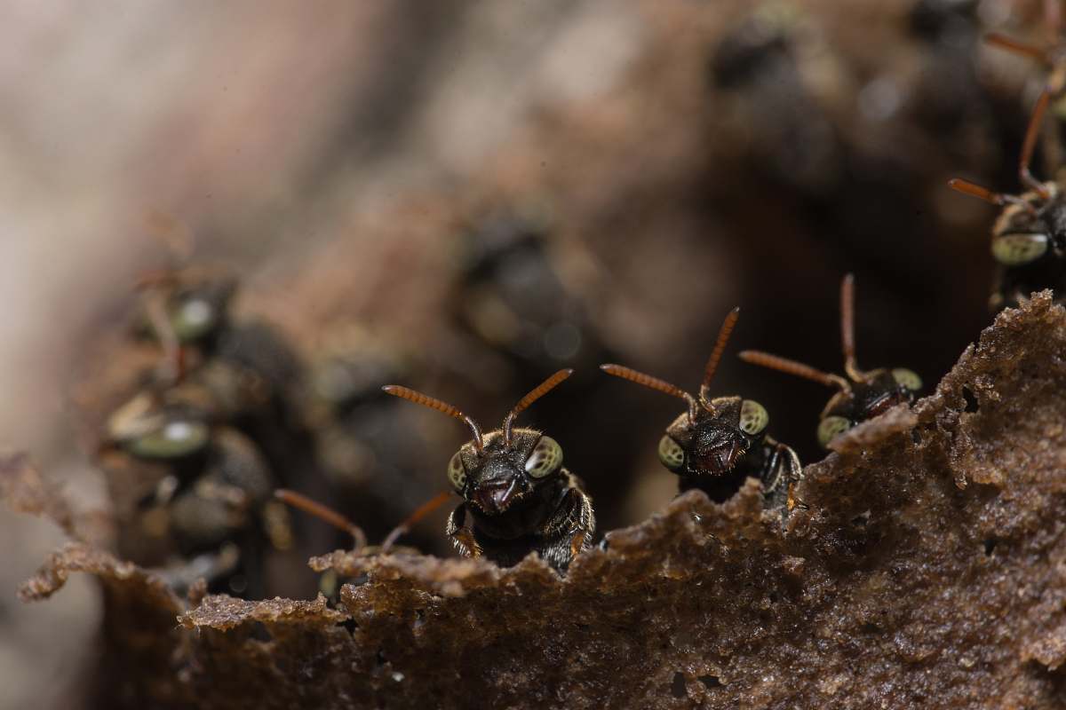 insect close up photography of black ants ant