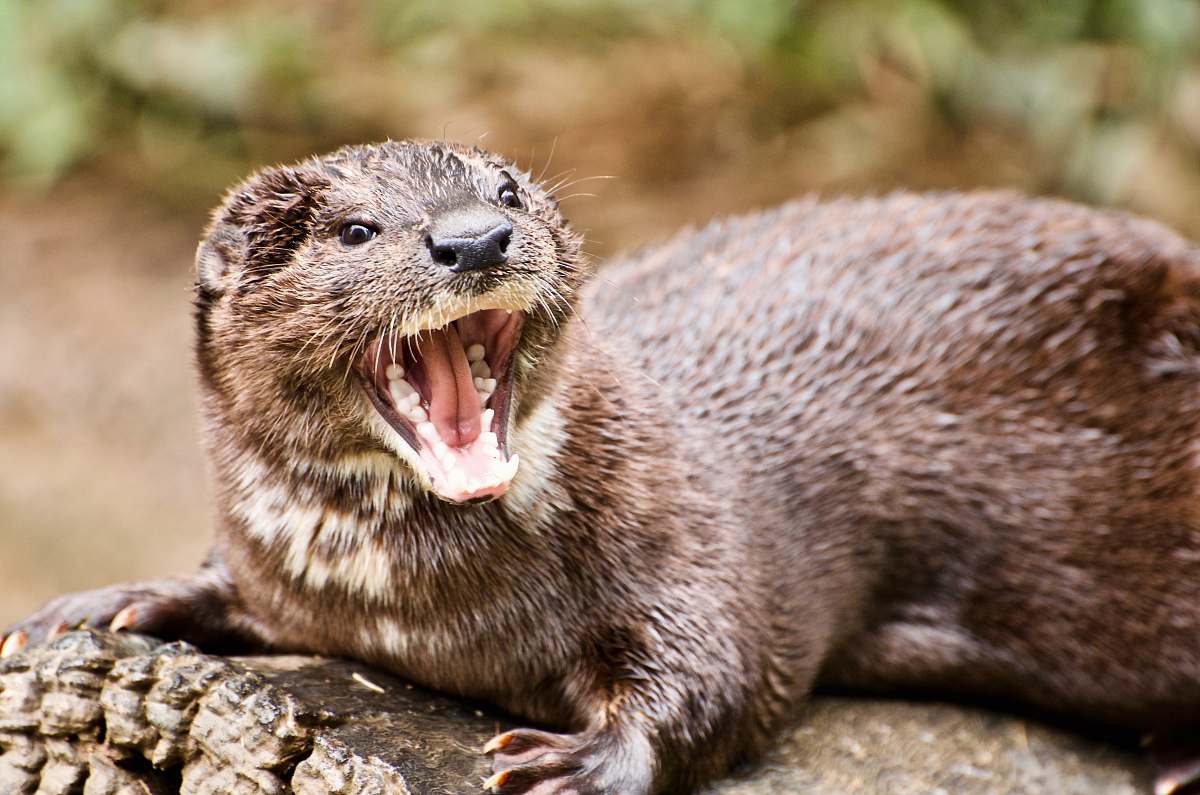 otter closeup photo of ferret wildlife