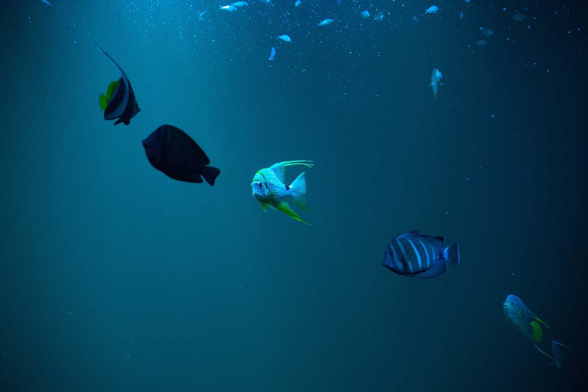 fish fish underwater surgeonfish