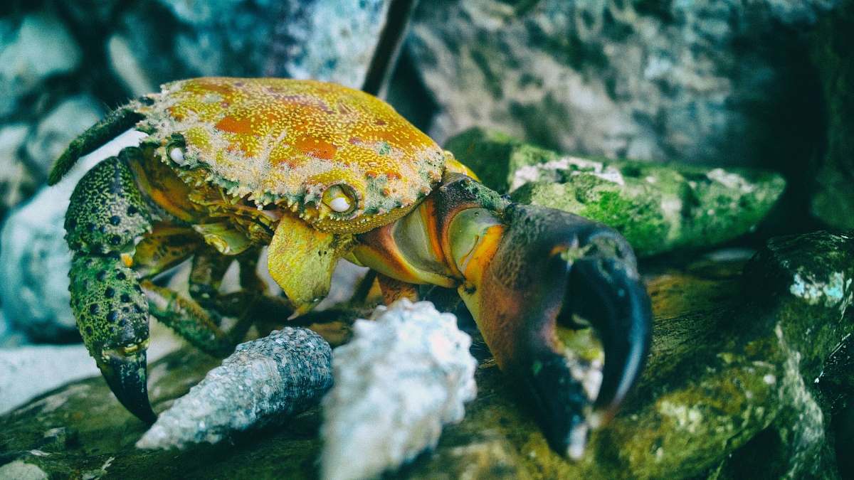 crab orange and black crab in macro shot phogoraphy sea life