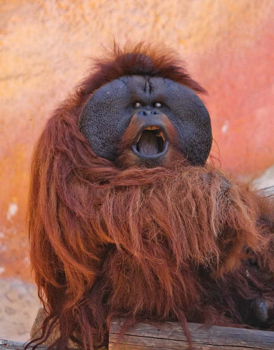 orangutan orangutan sitting on wood mammal