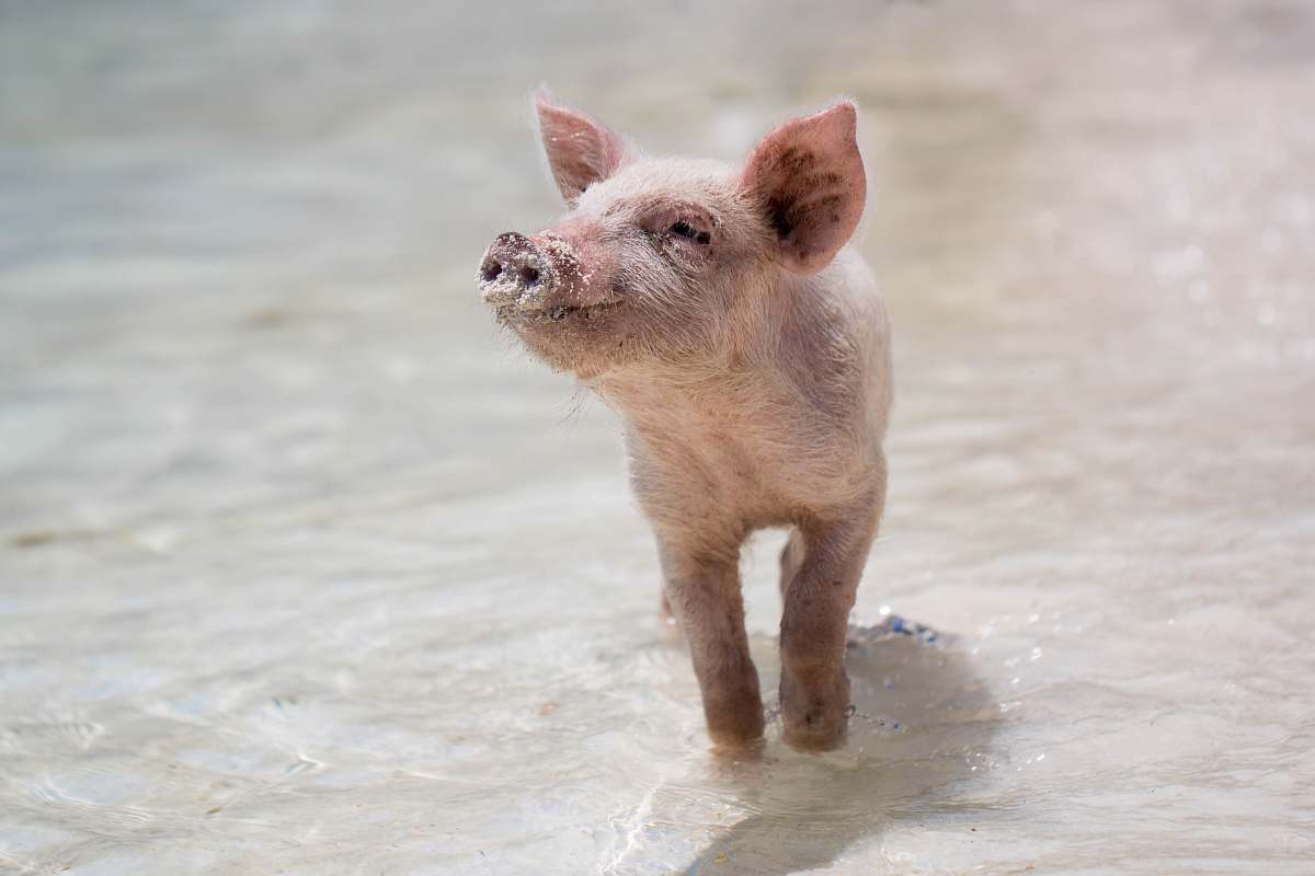 pig pink piglet mammal