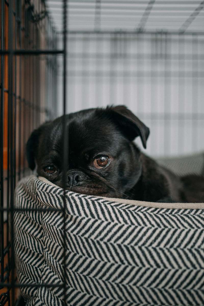 pet pug lying on pet bed dog