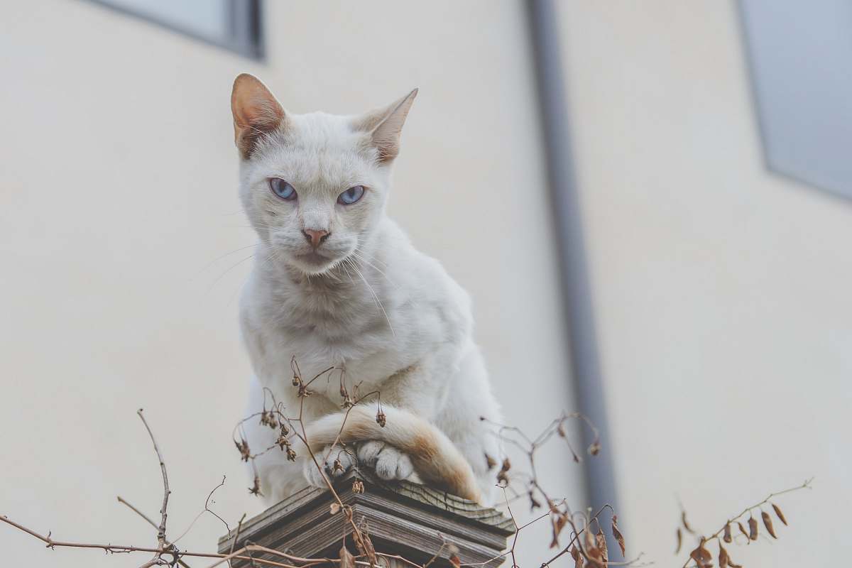 cat selective focus photography of white cat pet