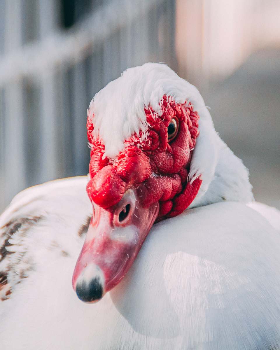 bird selective focus photography of white goose beak