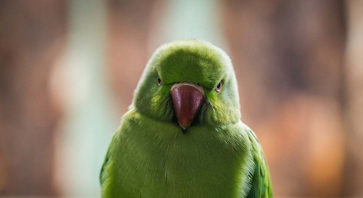 parrot shallow photography of green bird bird