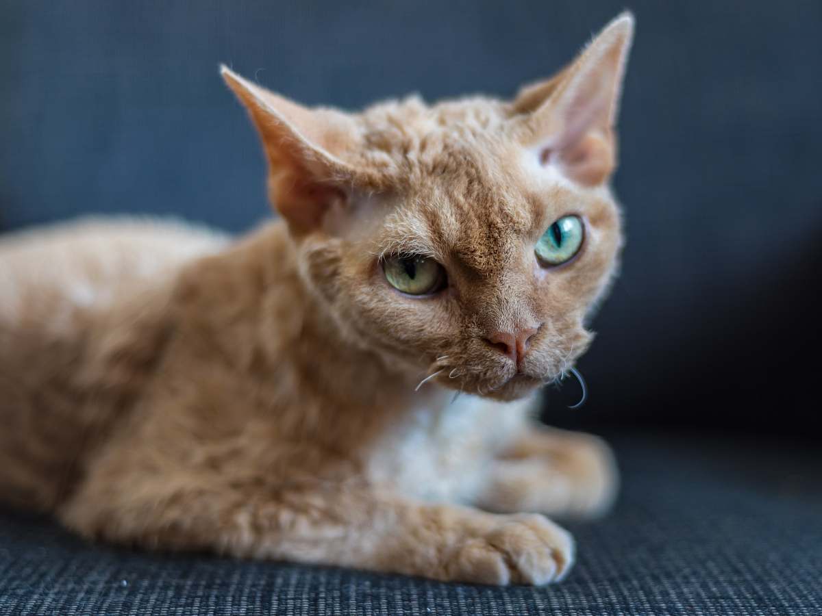 cat short-fur orange cat abyssinian
