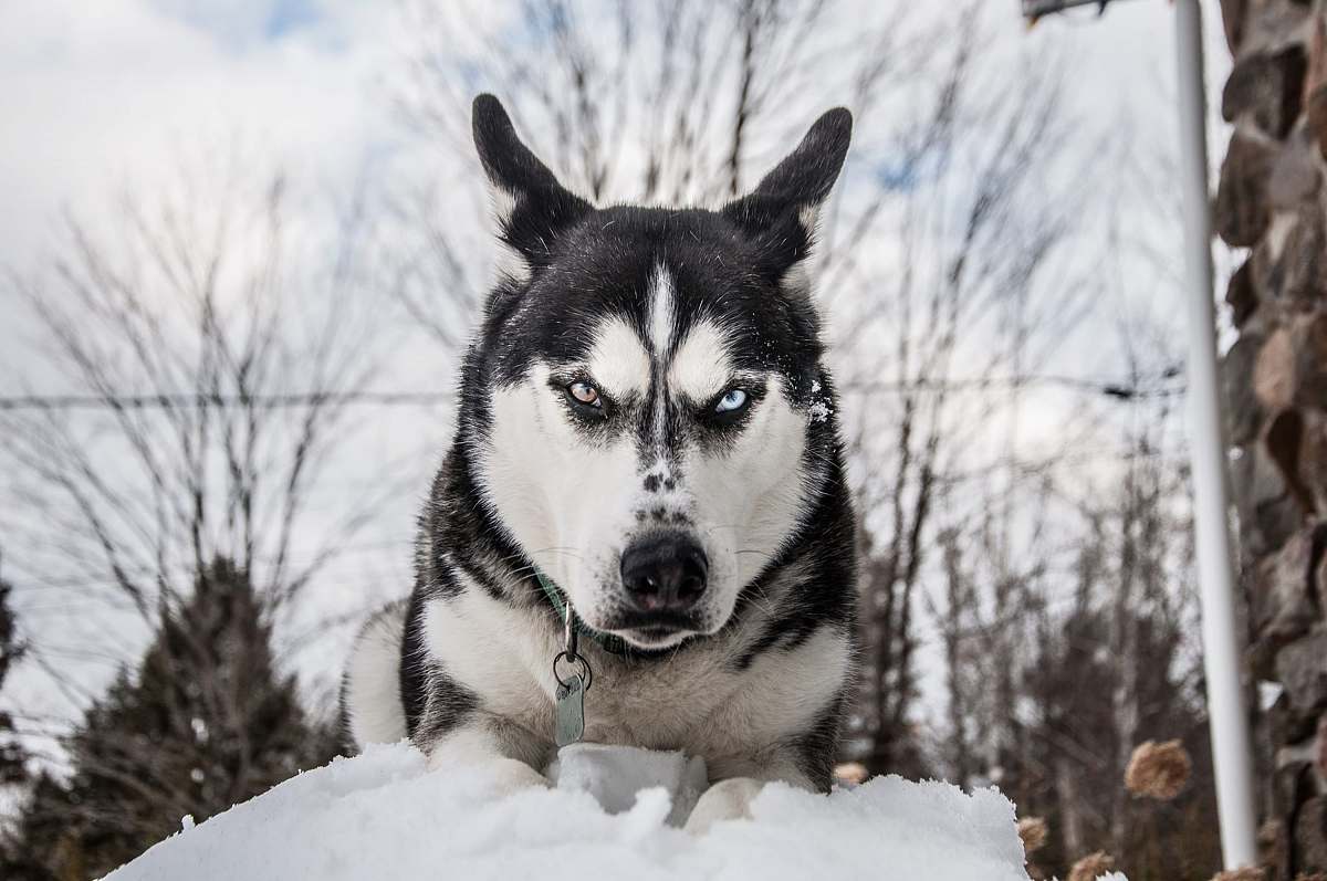 dog Siberian husky on snow during daytime husky