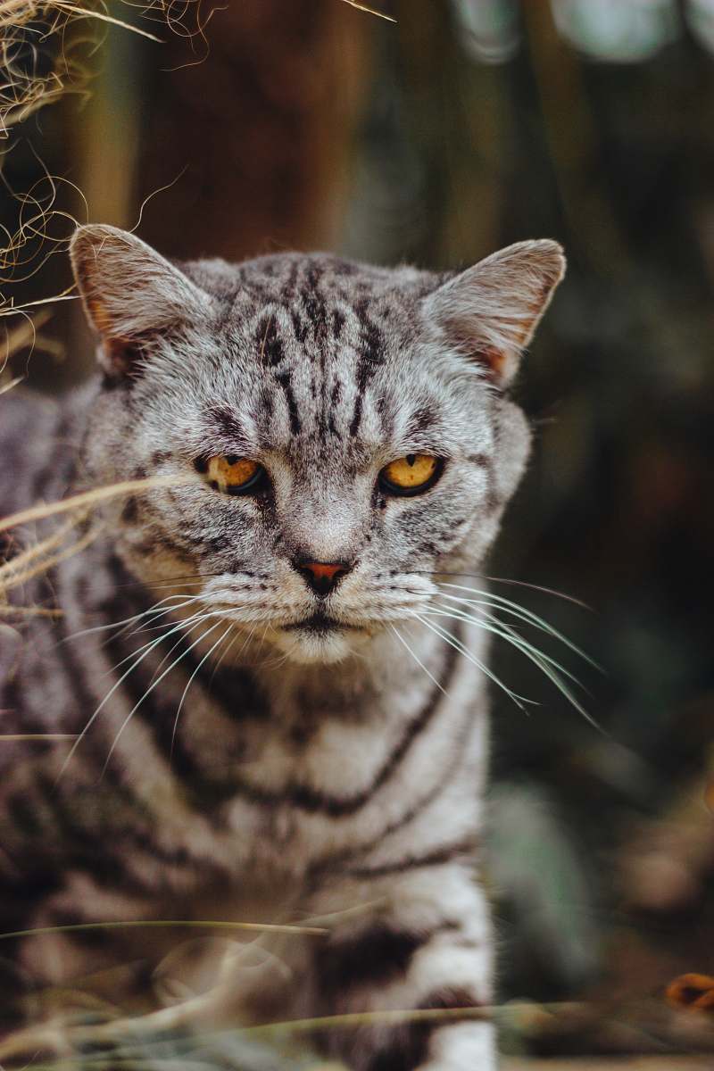 cat silver tabby cat pet