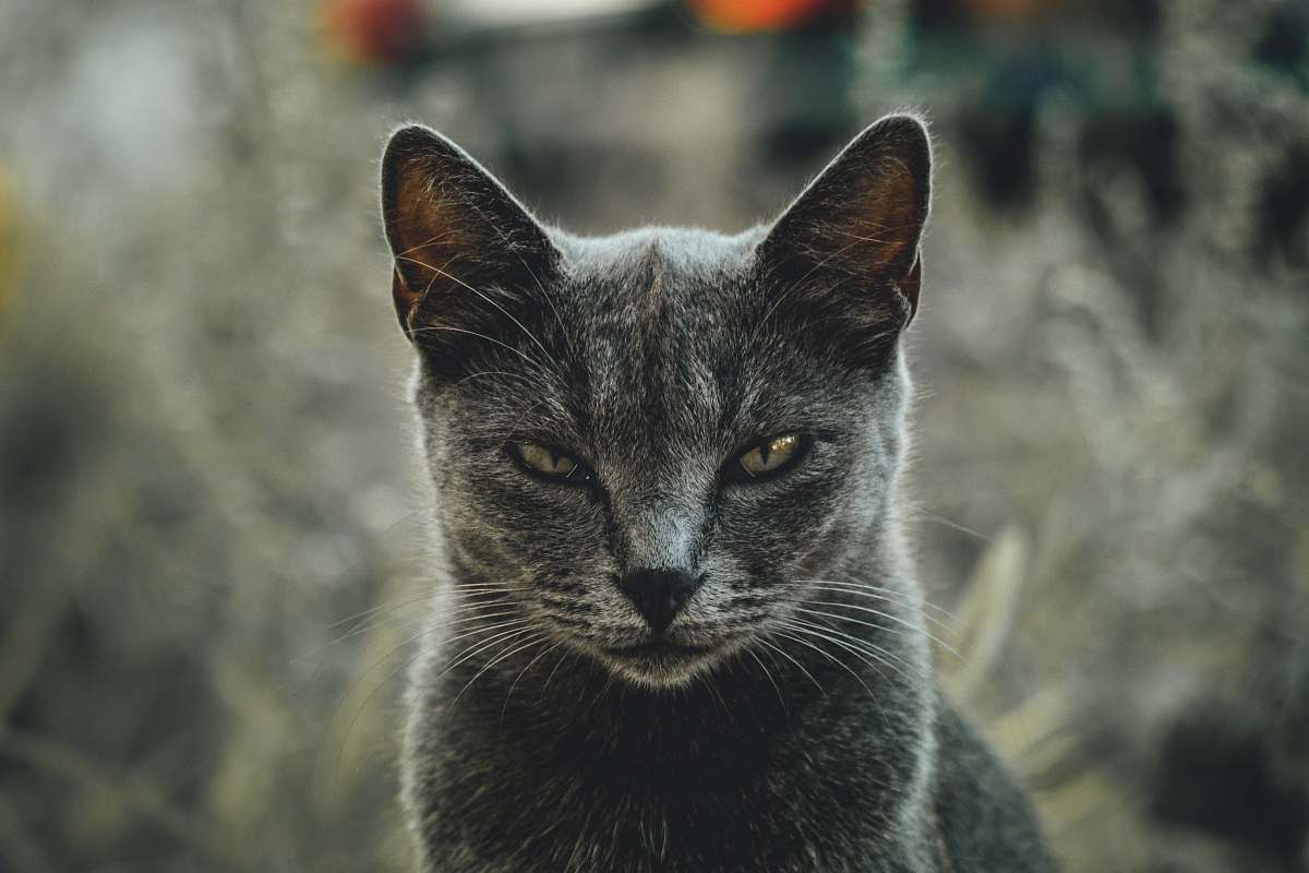 animal shallow focus photography of gray cat pet