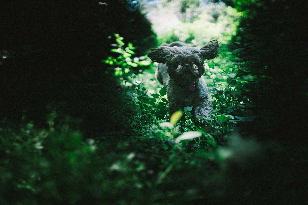 pet dog running near plants canine