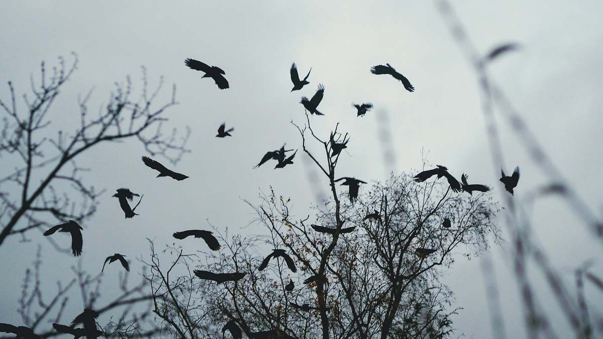 animal birds flying above bare tree during day bird