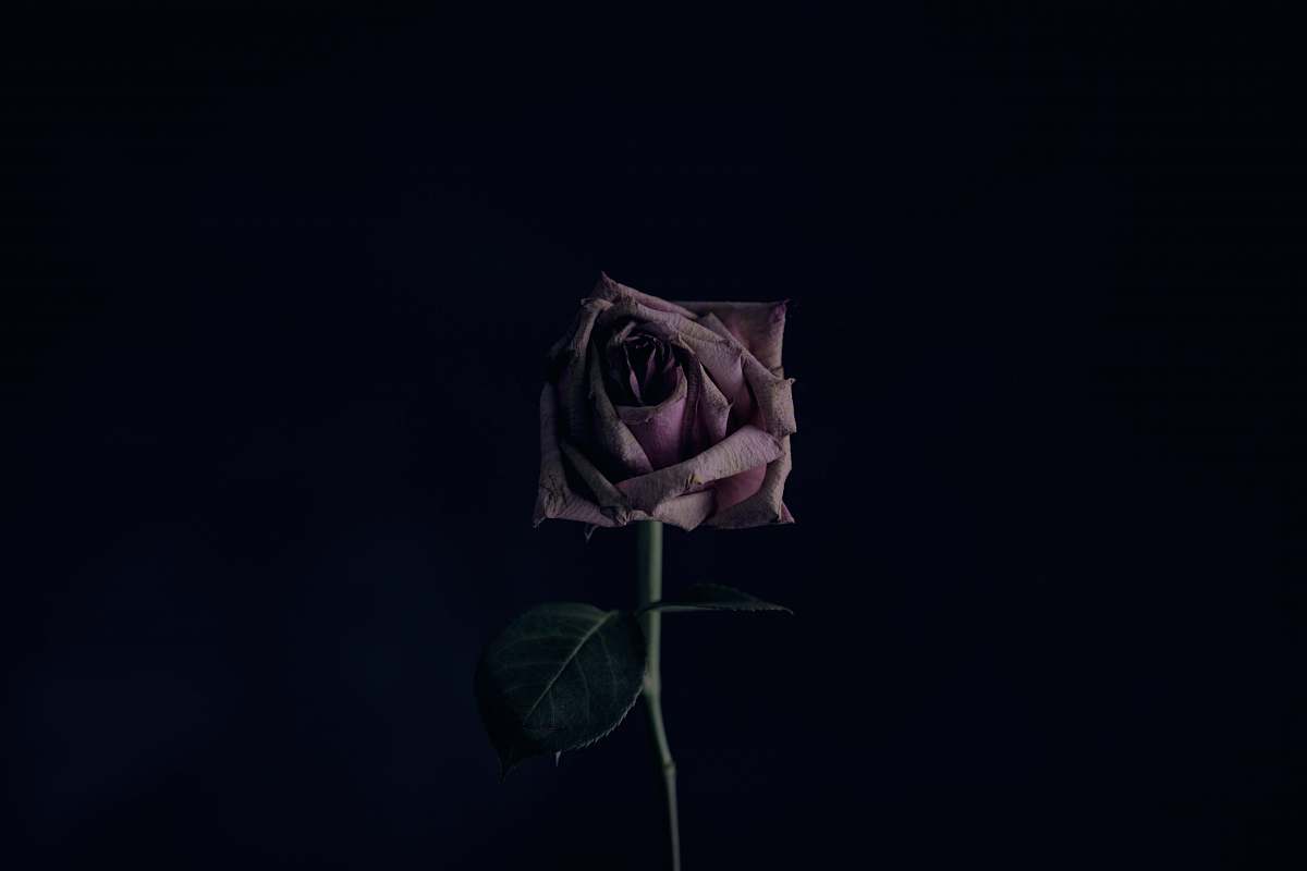 rose pink rose plant
