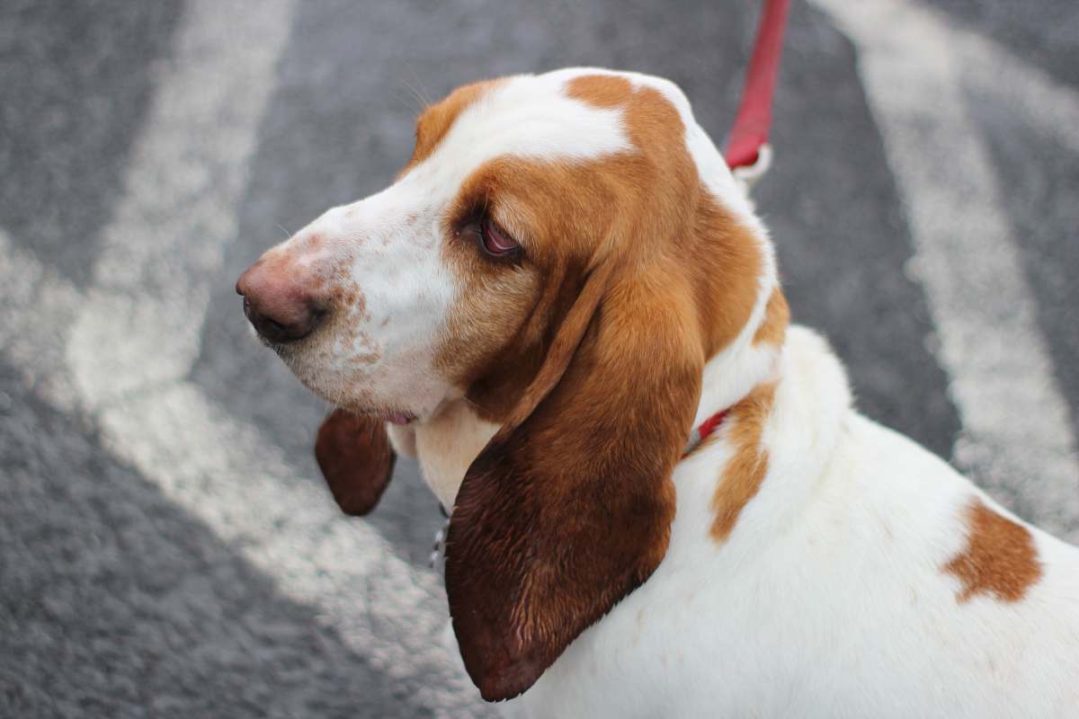 beagle brown and white short-coat dog strap