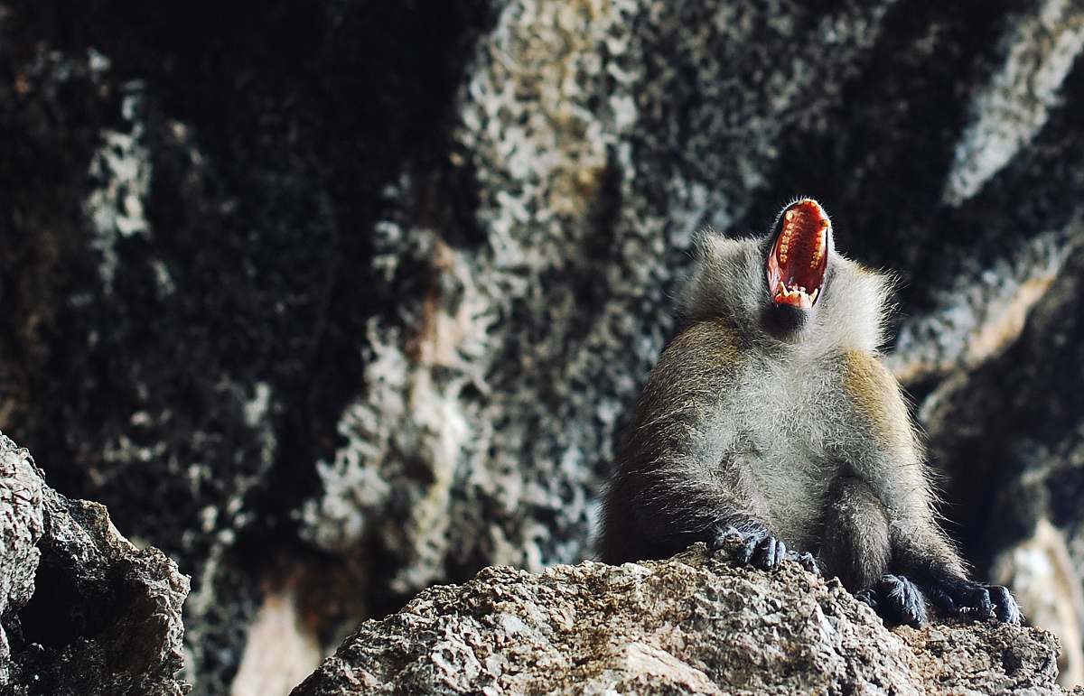 animal monkey near gray concrete wall during daytime krabi