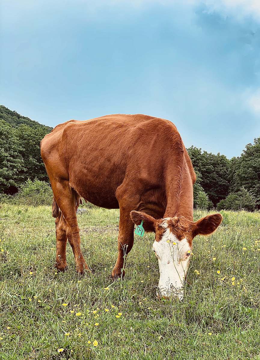 outdoors brown and white horse eating grass during daytime field