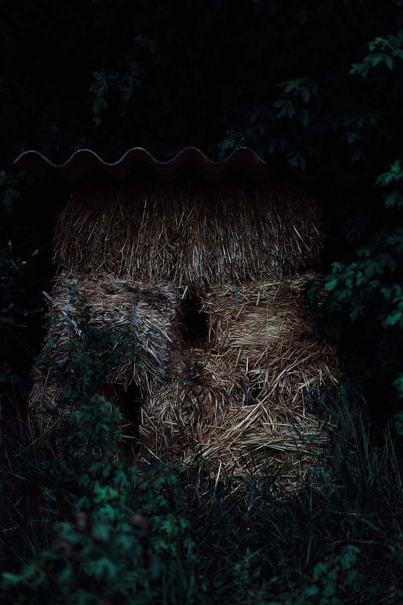 nature brown hay on green grass outdoors
