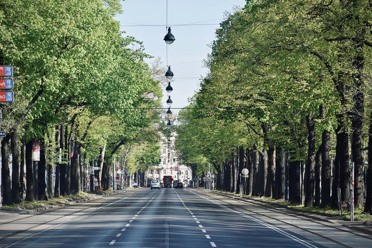 road people walking on street during daytime tree