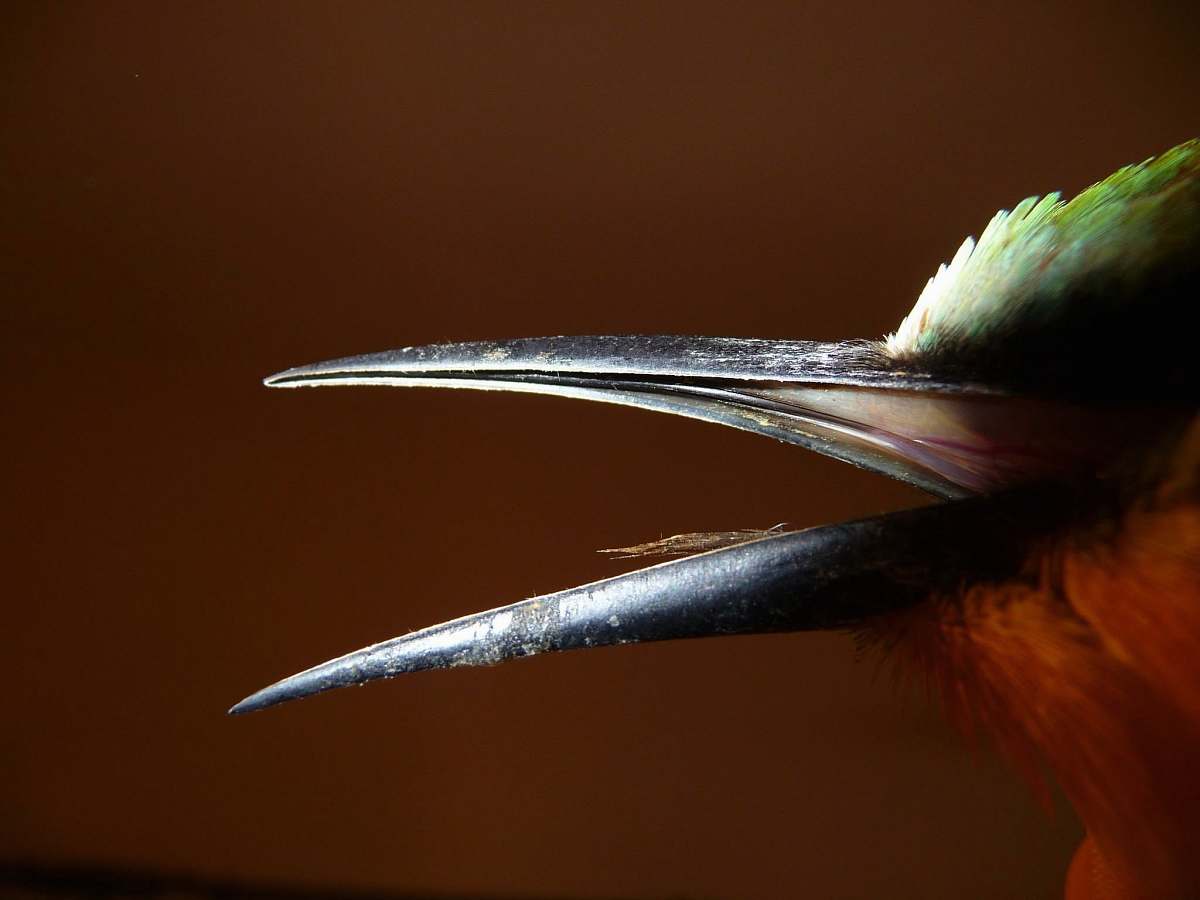 bird close up photo of black bird beak nature