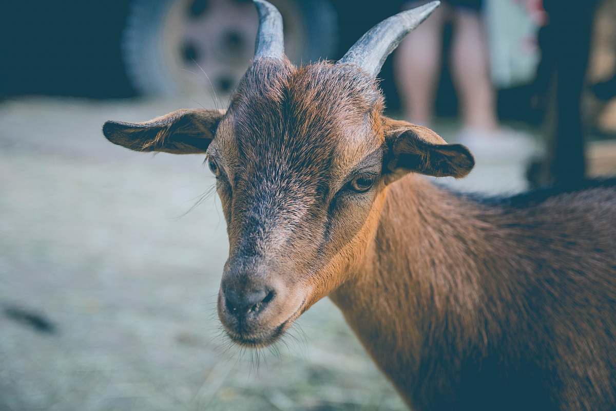 goat macro shot photography of brown goat mammal