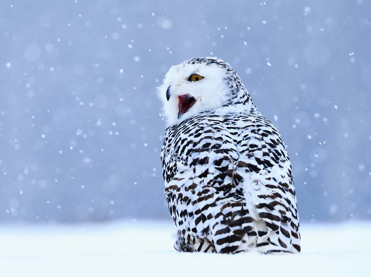 bird white and black owl on snow covered field nature