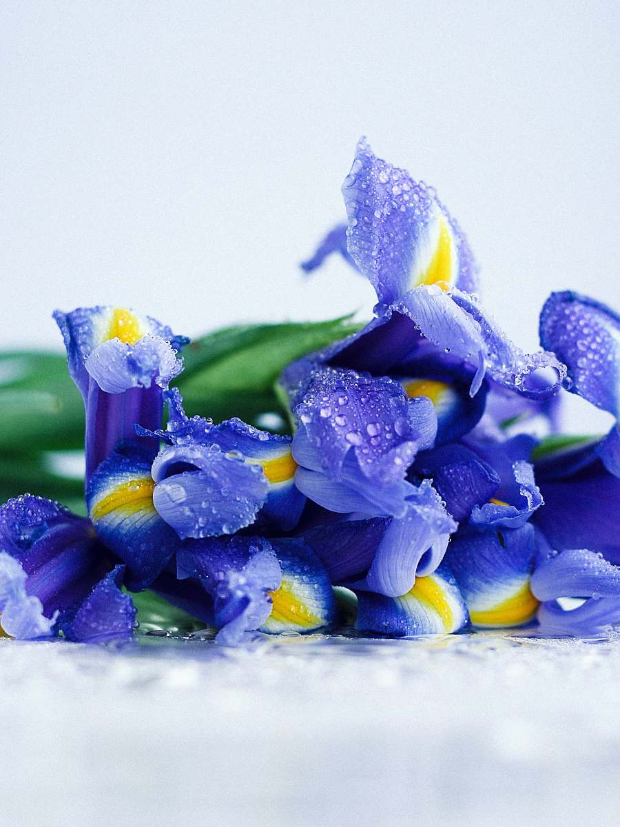 flower purple-petaled flowers with water dews iris