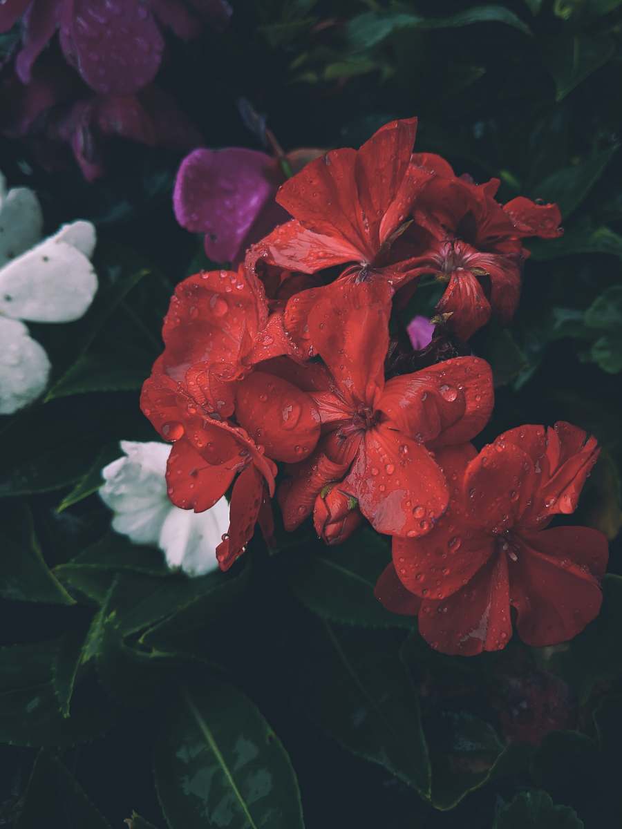 plant red petaled flower geranium