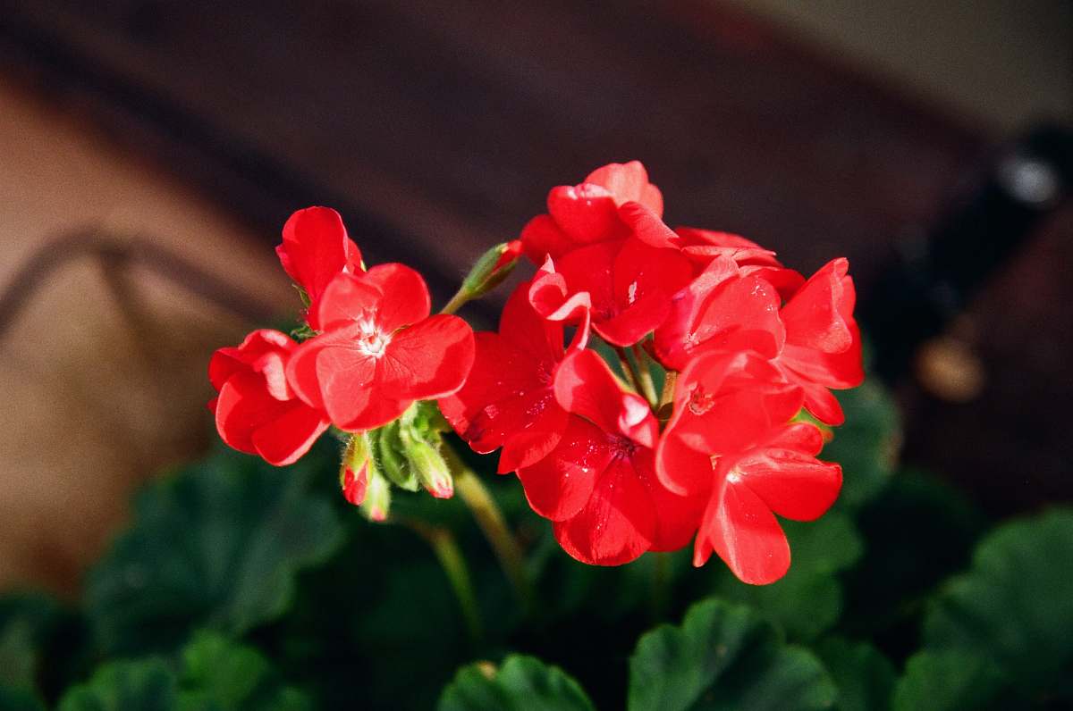 plant red petaled flowers geranium