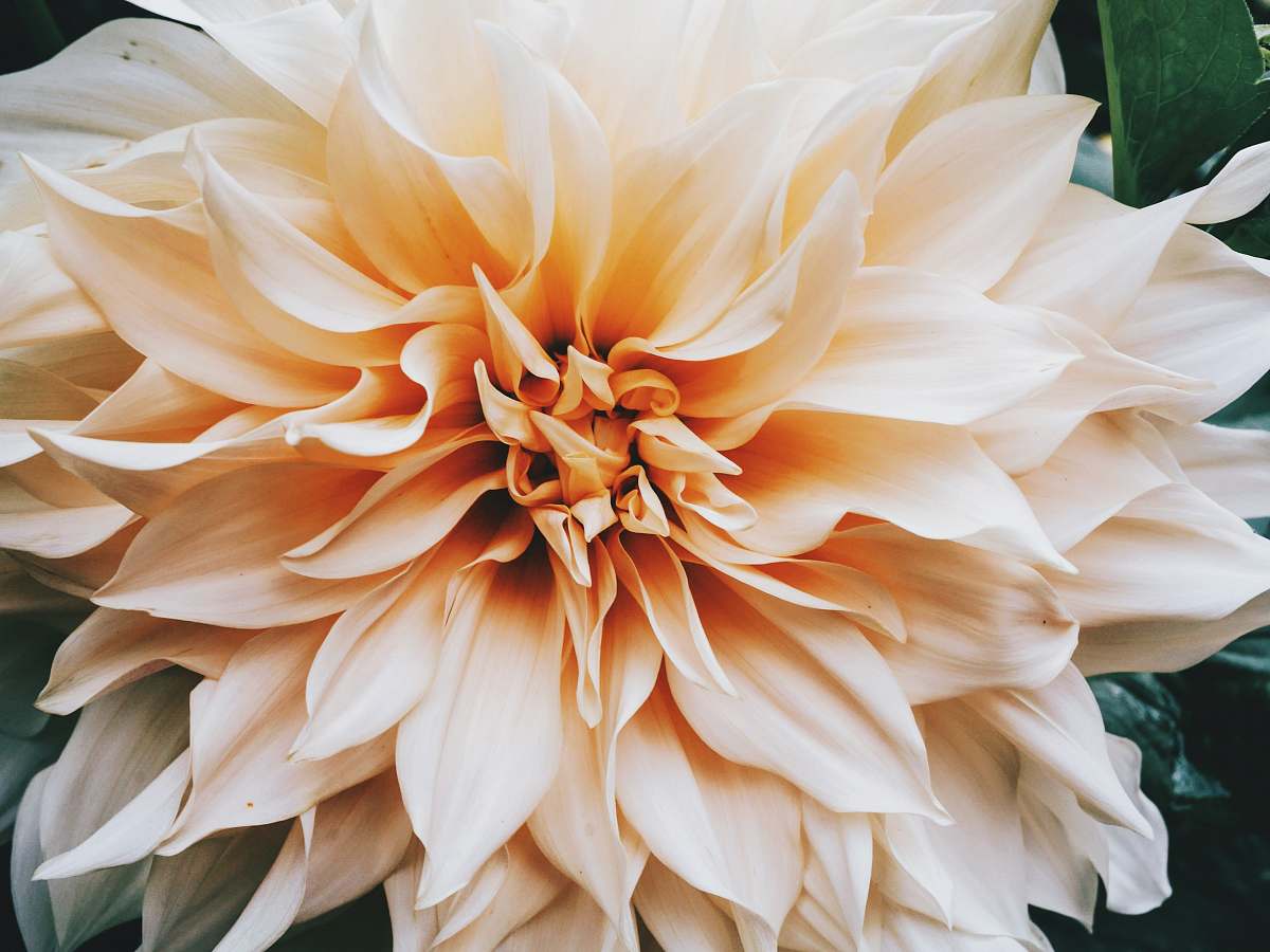 flower selective focus photography of peach Dahlia flower in bloom dahlia