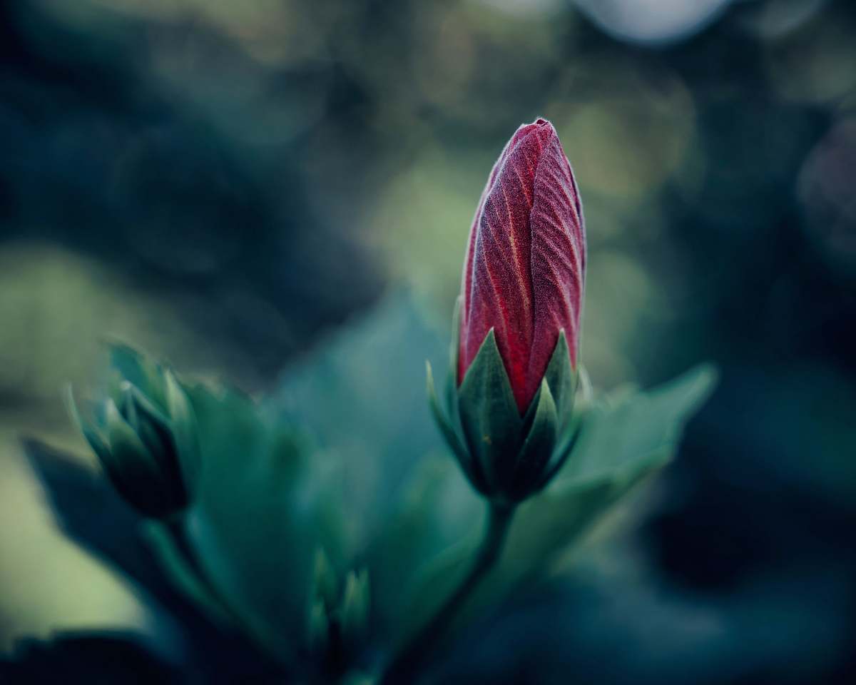 flower selective focus photography of red petaled flower sprout