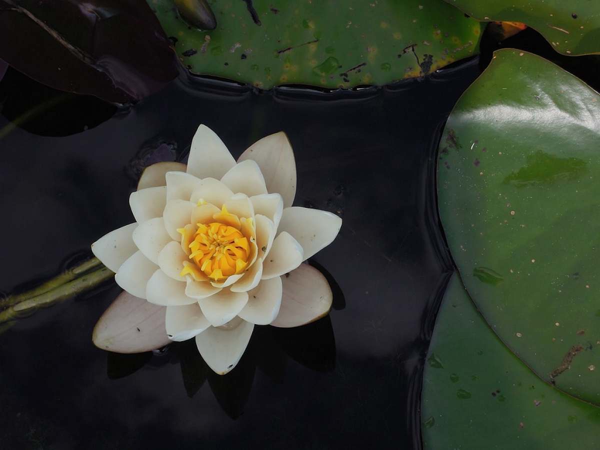 flower white lotus flower on body of water lily