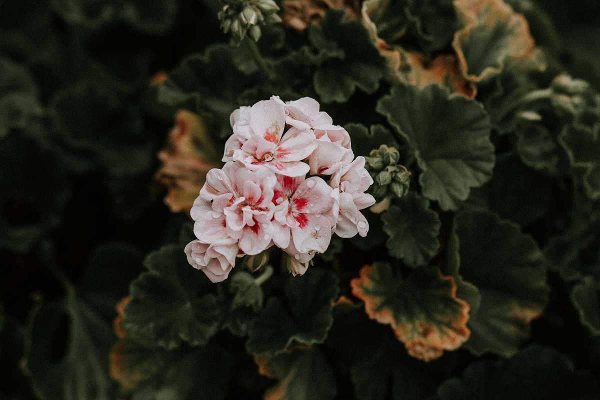 geranium white petaled flower bloom during daytime flower