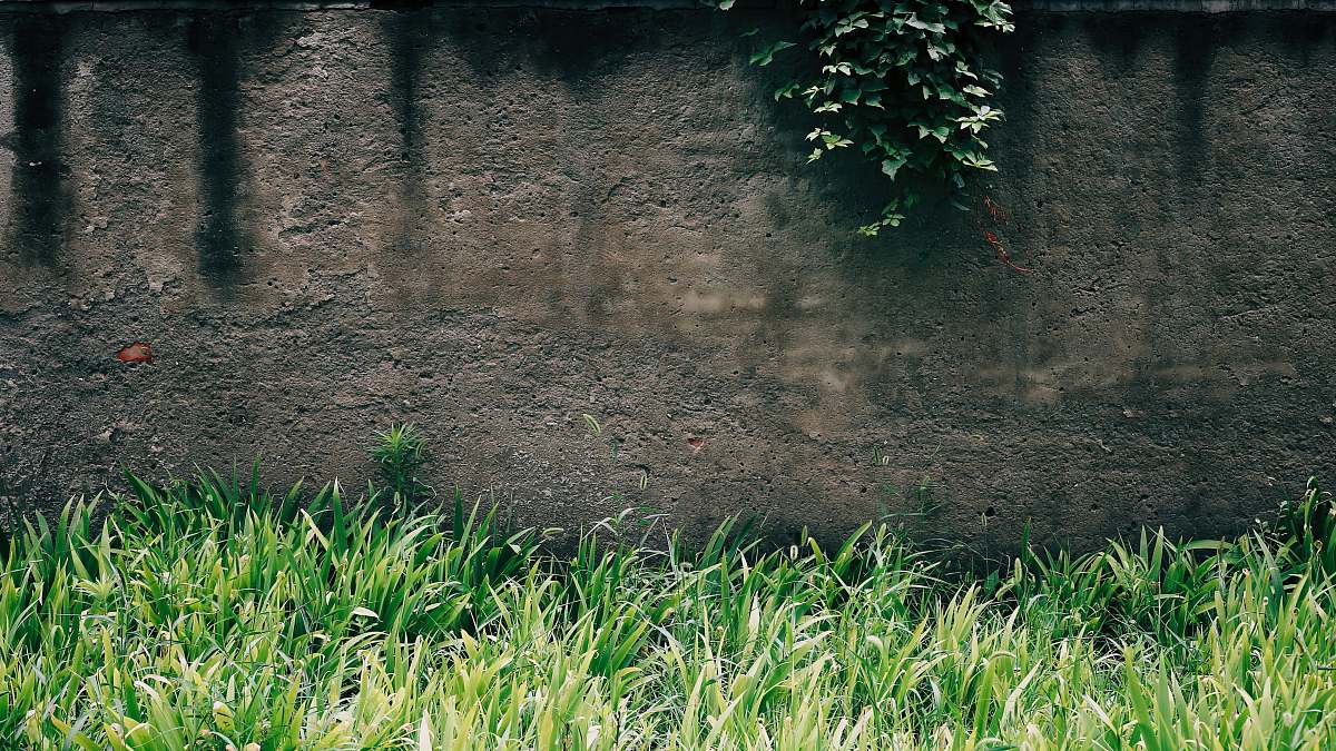grass gray building surrounded with green grasses ivy