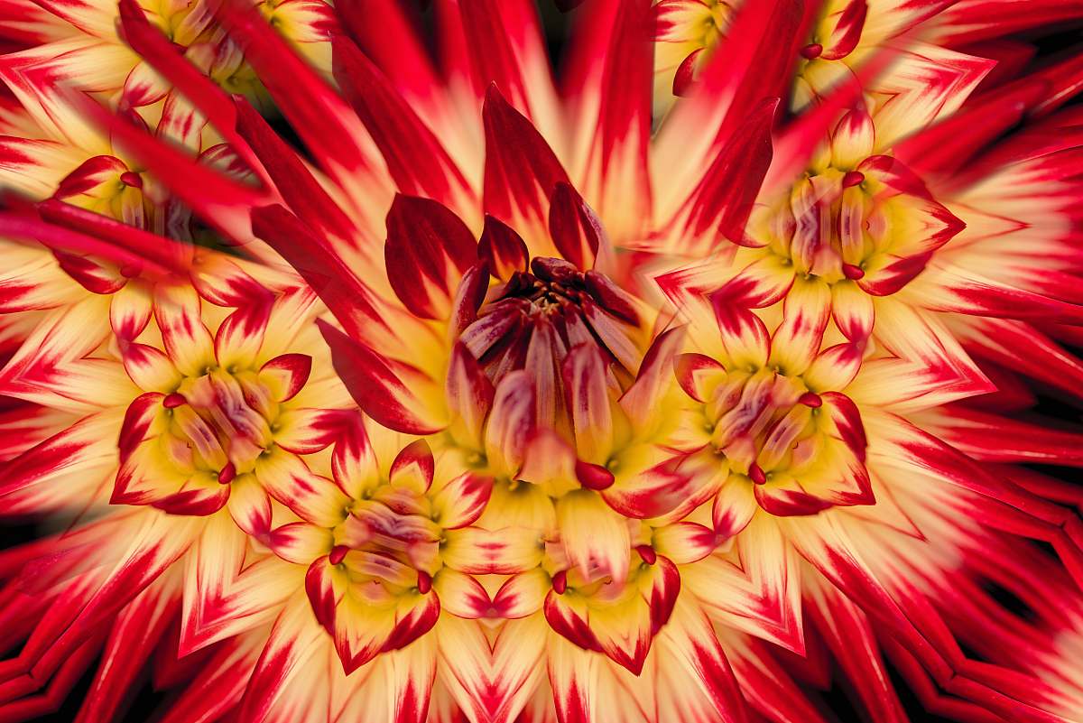 blossom  plant