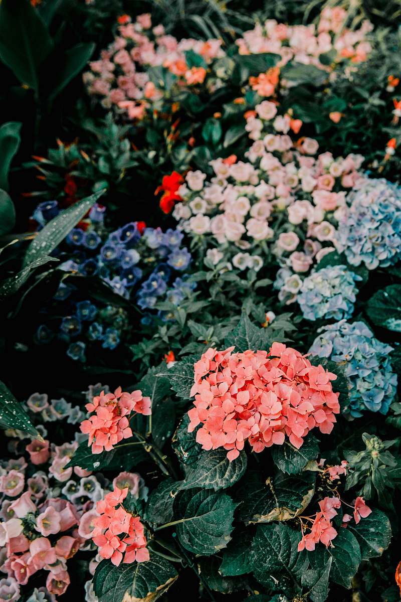 blossom blue and pink hydrangeas geranium