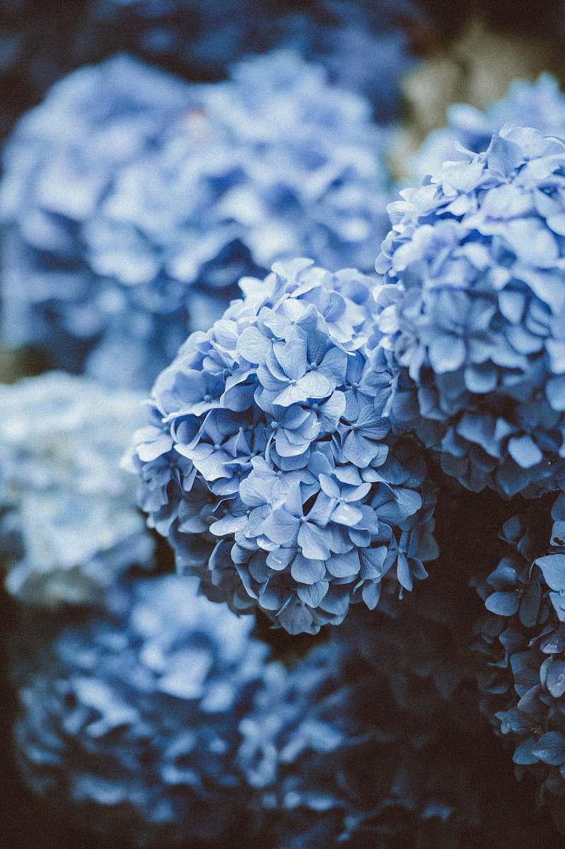 Explore the enchanting beauty of vibrant blue hydra flowers, capturing the essence of nature's artistry. This image showcases a multitude of blue petals gracefully unfolding, creating a breathtaking visual display. Perfect for use in botanical publications, nature-themed projects, or as a calming backdrop for digital media, these flowers are a striking representation of floral elegance and serenity.