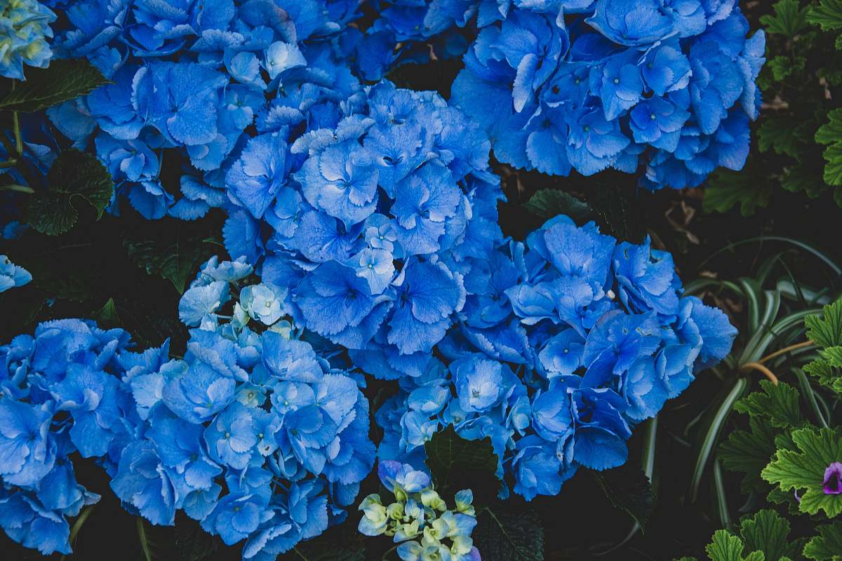 blossom blue hydrangeas plant