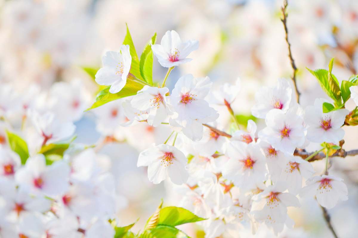 blossom closeup photo of white petaled flowers cherry blossom