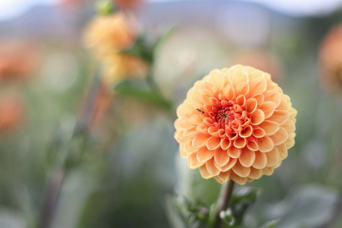 blossom focus photography of yellow petaled flower dahlia