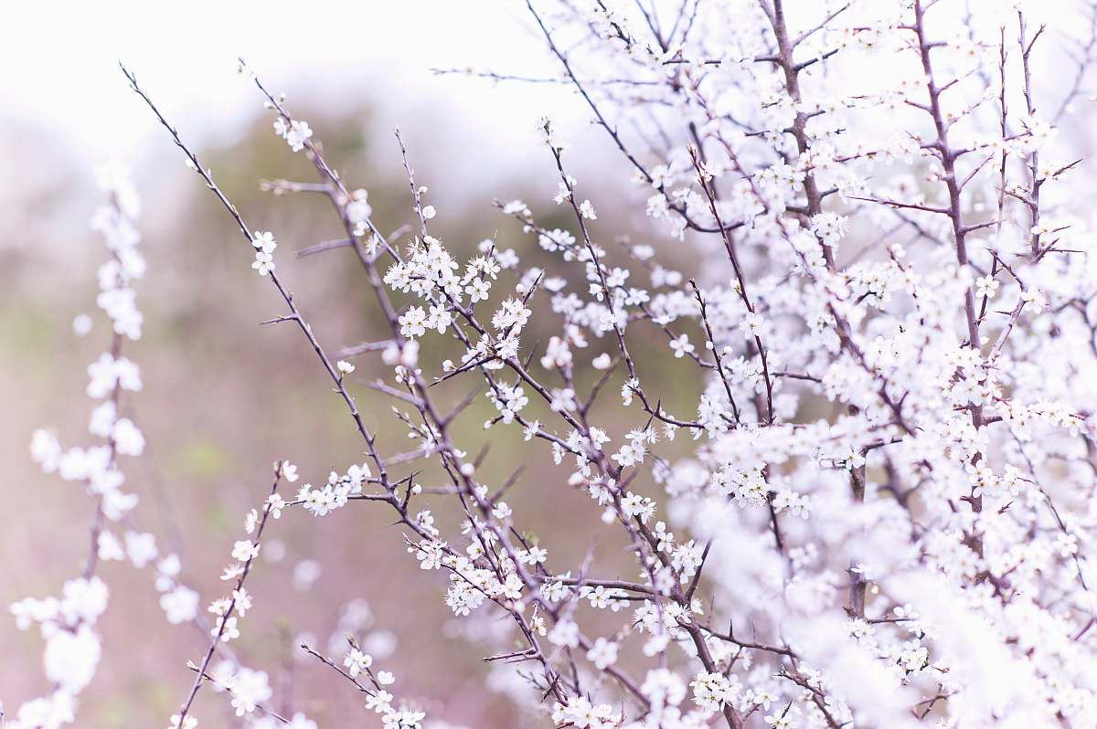 blossom macro shot photography of white flowers flora