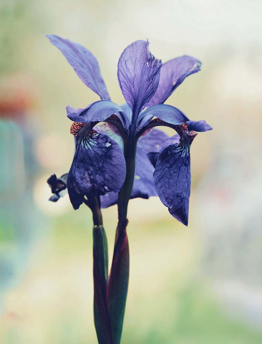 iris Northern blue flag flower plant