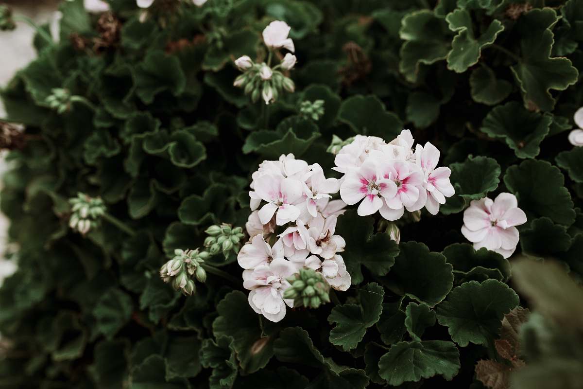 blossom pink and white flower scenery plant